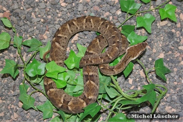 Bothrops atrox  0.1