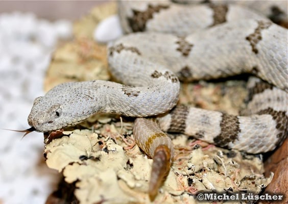 Crotalus lepidus lepidus  1.0
