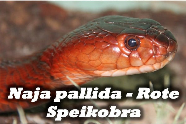Naja pallida - Rote Speikobra