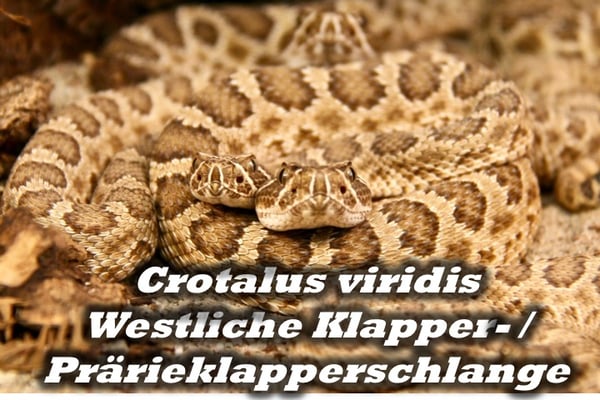 Crotalus viridis - Prärieklapperschlange