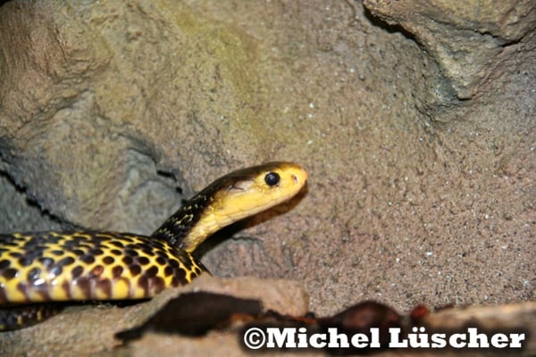 Naja samarensis  1.0