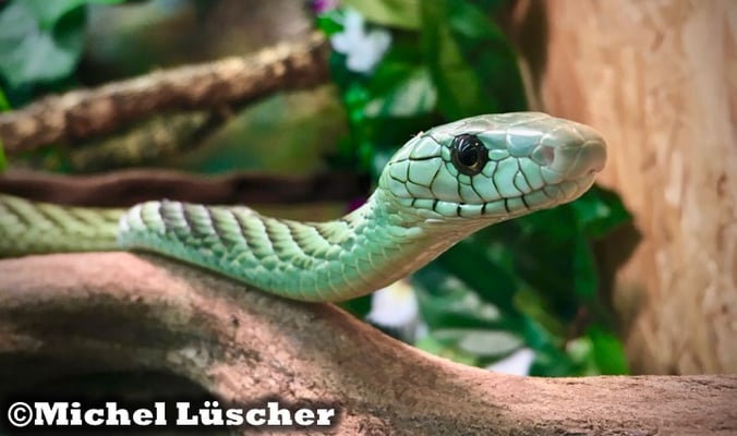 Dendroaspis viridis  0.1