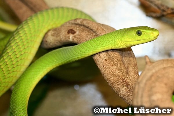 Dendroaspis angusticeps  0.1