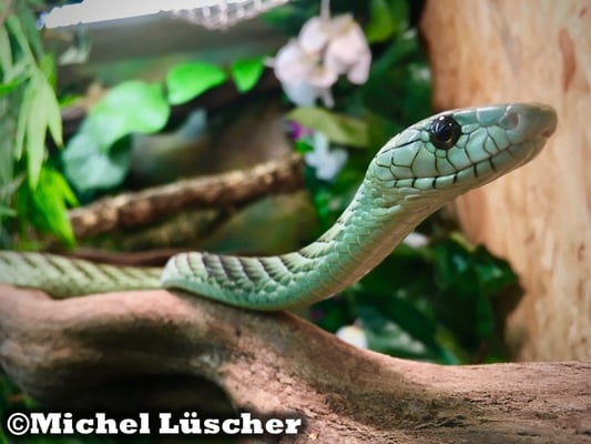 Dendroaspis viridis  0.1