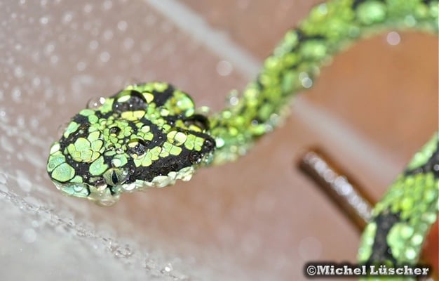 Trimeresurus trigonocephalus  0.1 nach dem bespritzen des Terrariums beim trinken.