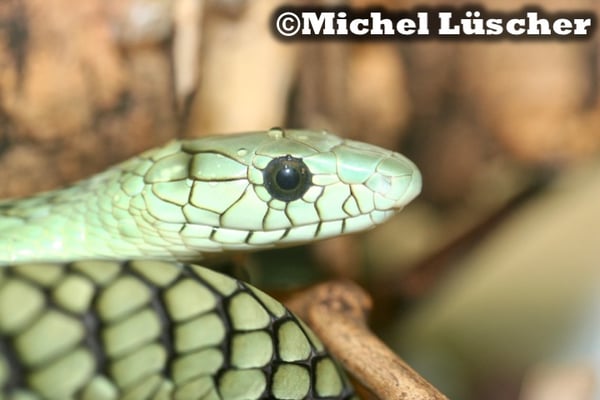 Dendroaspis viridis  0.1