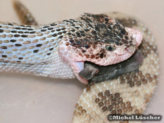 Crotalus scutulatus salvini  0.1