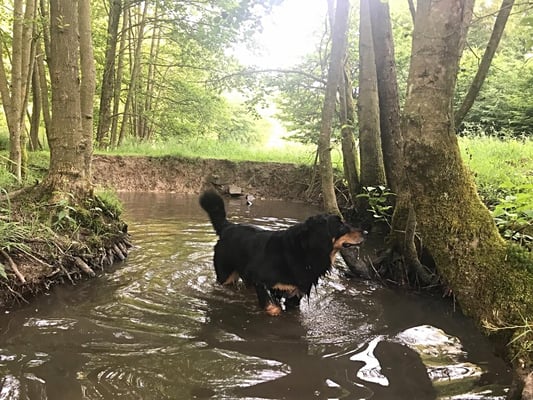 Waldmythenweg bei Waldbröl (Bergischer Streifzug)