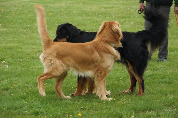 Ich bin mit Dir verwandt und KEIN Kater!