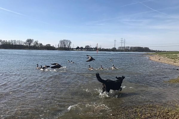 Rhein bei Leverkusen