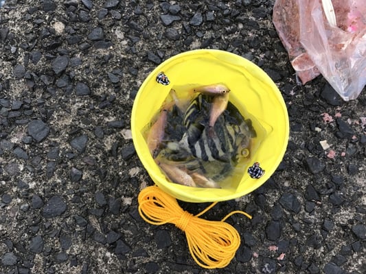 釣果。ショボイ...