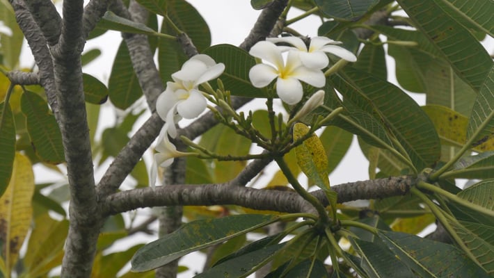 Duftende Frangipani