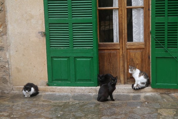 Die Katzen von Deià