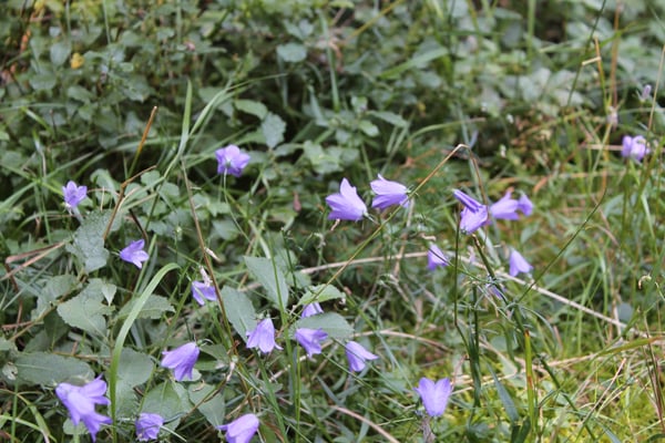 Entdeckungen am Wegesrand 