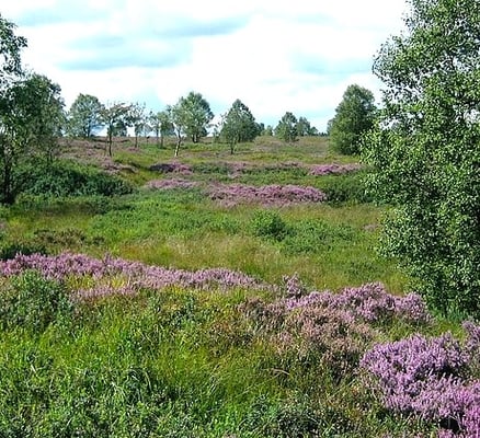 die heide blüht