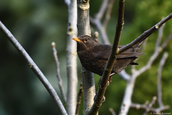 Ein Amsel-Weibchen