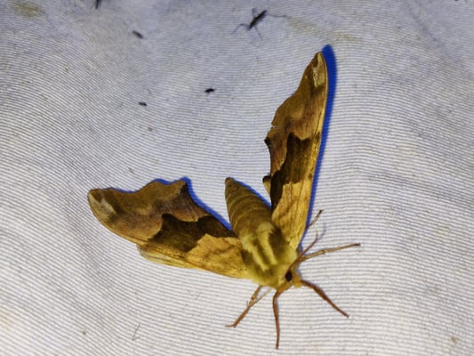 Lindenschwärmer (M.B.)