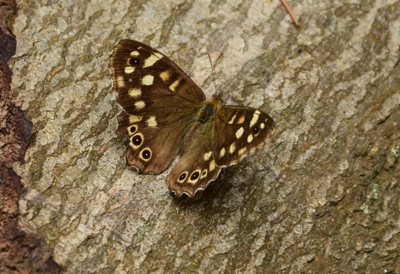 Waldbrettspiel (M. Rudolph)