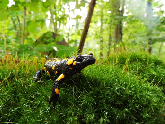 Feuersalamander (Foto: Günter Farka)