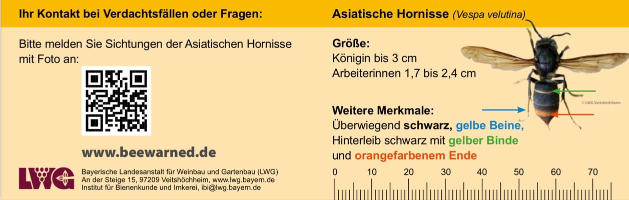 Bestimmungskarte für Asiatische Hornisse, LWG Bayern
