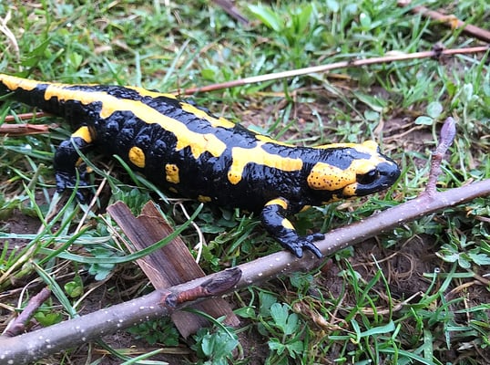 Feuersalamander (LBV AB-MIL)
