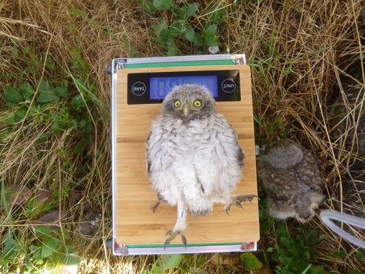 Steinkauz auf der Waage