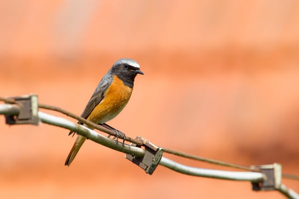 Gartenrotschwanz, männlich (Christoph Mischke)