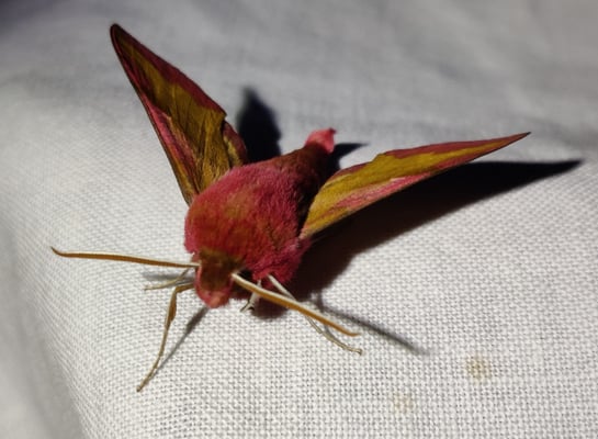 Kleiner Weinschwärmer (M.B.)