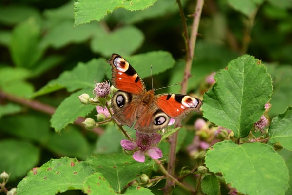 Tagpfauenauge (M. Rudolph)