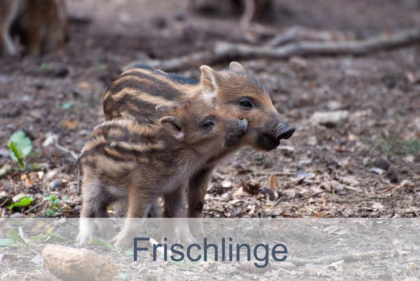 Frischlinge