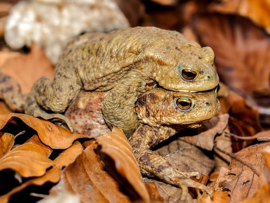 Foto: Erdkröten, Kathy Büscher, NABU Rinteln