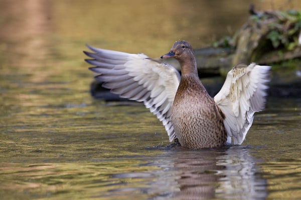 Foto: Klemens Karkow