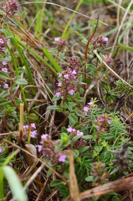 Foto: Arznei Thymian, Susanne Zhuber Okrog, NABU