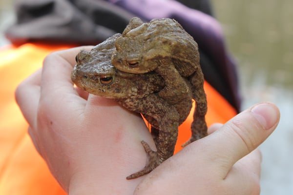 Foto: Erdkröte, Maria Ruland, NABU