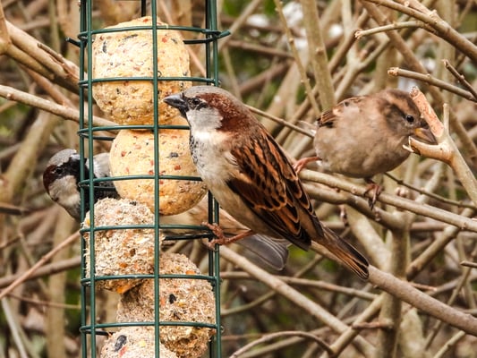 Foto: Haussperling, Kathy Büscher, NABU Rinteln;