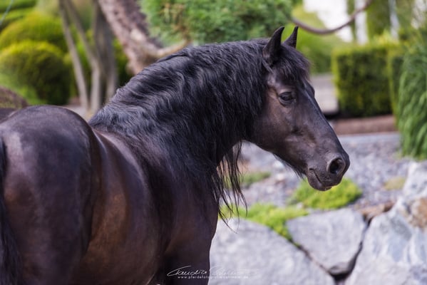 Lehrpferd "Pirate la Soulleile", Mérens-Pony
