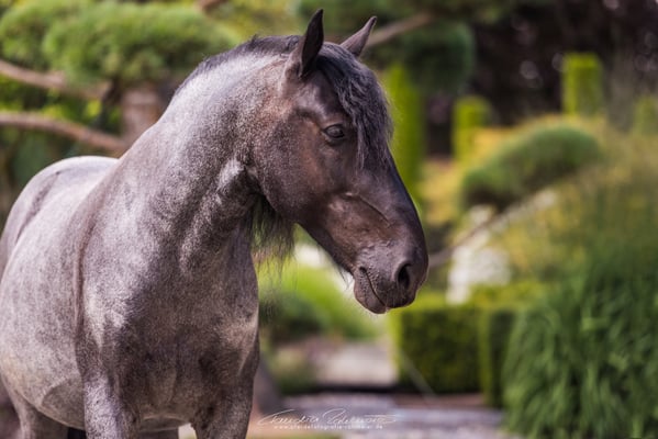 Lehrpferd "Zenit di Pucchieta", Murgese