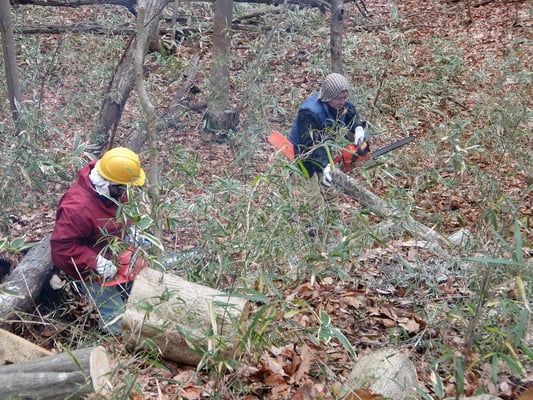 伐倒・玉切りグループ活動３