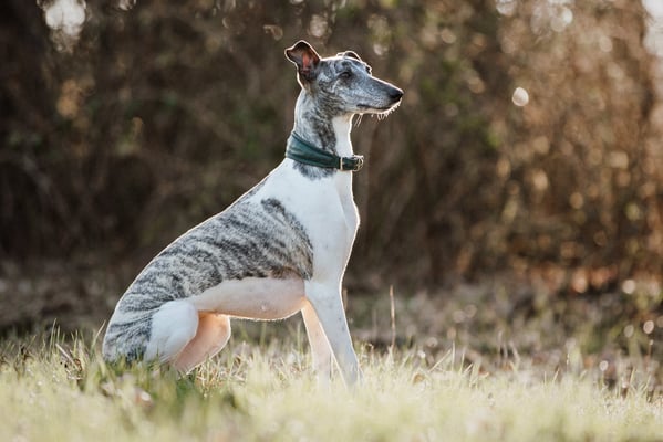 Mimi "Bendis von Botin" 