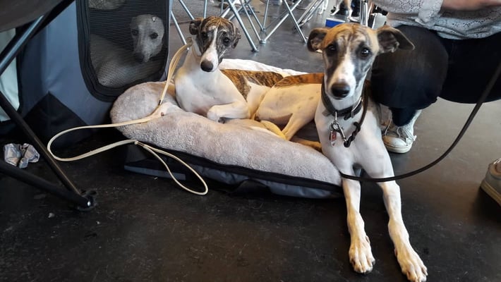 Daphne (Daphne von Boitin) und ihr Halbbruder Aidan (Catilus von Boitin)