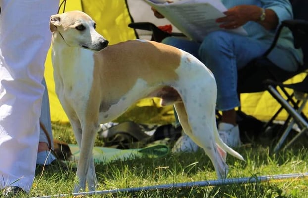 Puky - Bacchus von Boitin