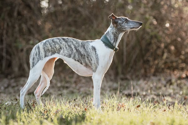 Mimi "Bendis von Botin" 