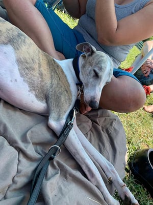 Ra - Amun Ra von Boitin