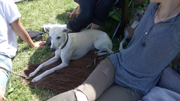 Draco - Deimos von Boitin