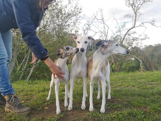 Monty (Betty Barkley Independence) mit seinen Kindern Daphne und Draco (Deimos v. B.) 