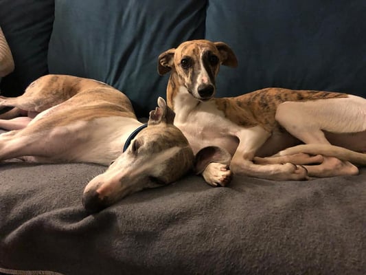 Amun Ra von Boitin mit seiner Tochter Rose 