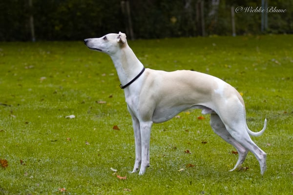 auch posen kann Draco 