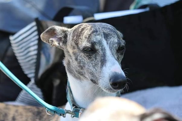 Daphne - Daphne von Boitin