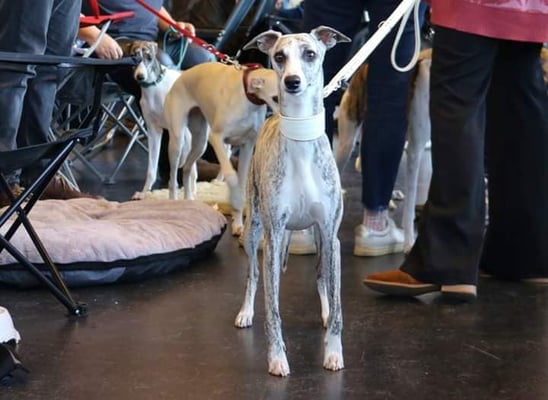 Daisy (Daisy II of Gentle Mind)