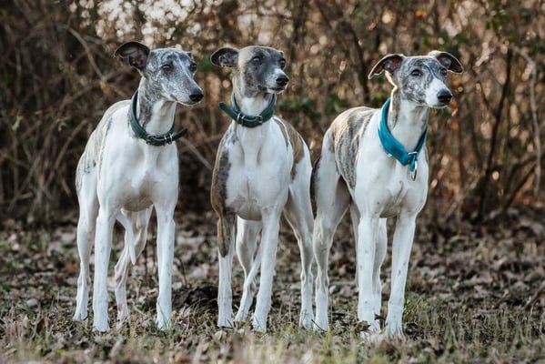 Mimi "Bendis von Botin" Debbi "Ceres von Boitin" und Mimis Tochter Lilli "Sun Dragons Wilhelmine"